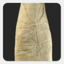 Buscar el swaddling Bebé