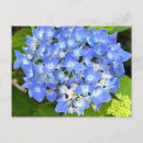 Buscar hortensias postales General y unisex