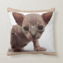Buscar gato del sphynx cojines 9 º gata