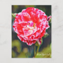 Buscar tiger postales Rosa