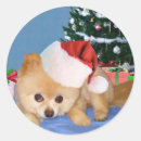 Buscar pomeranian pegatinas Perrito