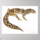 Buscar leopard arte Gecko