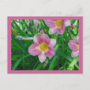 Buscar de los daylilies Hemerocallis