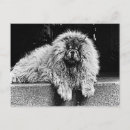Buscar perro negro grande postales General y unisex