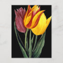 Buscar pierre joseph redoute postales Ilustracion floral