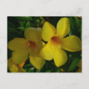 Buscar flor de trompeta postales Naturaleza