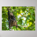 Buscar garras posters Animal