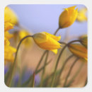 Buscar flor del narciso pegatinas Daffodil