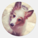 Buscar sheltie pegatinas Adorable