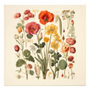 Buscar herbario posters Planta