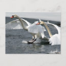 Buscar cisne postales Escénico