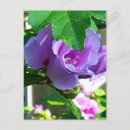 Buscar rosa de sharon postales Naturaleza