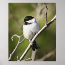 Buscar con capucha negra posters Animales