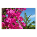 Buscar buganvillas posters Naturaleza