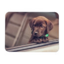 Buscar labrador imanes Lindo