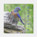 Buscar aperitivos imanes Aperitivo de medianoche