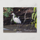 Buscar egretta Garza