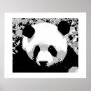 Buscar oso negro posters Para ella