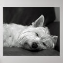 Buscar west highland white terrier arte Dog
