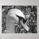 Buscar cisnes salvajes posters Naturaleza