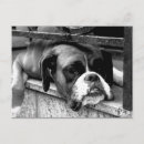 Buscar perro blanco negro postales Monocromo