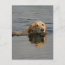 Buscar golden bob Nadar con pelota