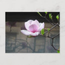 Buscar magnolia postales Flores
