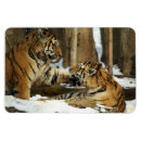 Buscar tigers Naturaleza