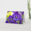 Buscar viola tarjetas Violeta
