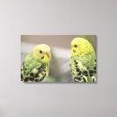 Buscar gallina lienzos Pájaros