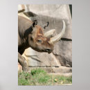 Buscar rinoceronte arte Zoológicos