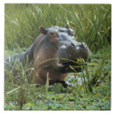 Buscar kenia azulejos África