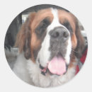 Buscar saint bernard pegatinas Perro
