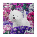 Buscar westie azulejos Montañismo occidental