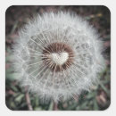 Buscar diente de león pegatinas Para todos