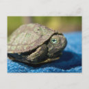 Buscar tortugas postales Azul