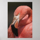 Buscar chileno posters Flamingo