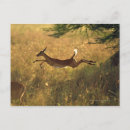 Buscar salto de longitud postales Animal