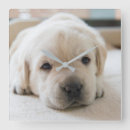Buscar labrador retriever relojes de pared Dog
