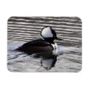 Buscar pájaro blanco y negro imanes Pato
