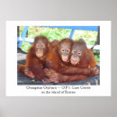 Buscar orangután posters Vida silvestre