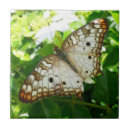 Buscar jasmine azulejos Naturaleza