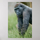 Buscar gran mono posters Vida silvestre