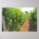 Buscar viticultura posters Wine