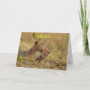 Buscar cachorro de león tarjetas General y unisex