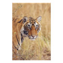 Buscar tigre de bengala posters Vida silvestre