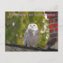 Buscar búhos divertidos postales General y unisex