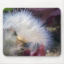 Buscar plumoso Animal