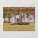 Buscar peligro postales Cocodrilo