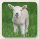 Buscar corderos posavasos Lindo